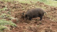 Farming disrupted by animals; wild boars rampant even in cities
