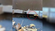 Massachusetts Workers Freeze When They Realize Who Was Hiding Under A Dumpster