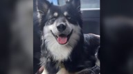 Denver woman says her dog was stolen from her car while shopping
