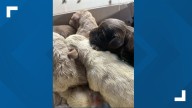 Six puppies found in shoebox along railroad tracks in Fauquier County