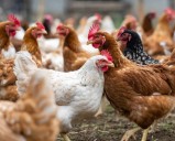 El Instituto Pasteur de Francia advierte que la gripe aviar podría ocasionar una pandemia peor que la del Covid