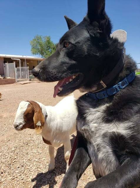 Two Men and a Truck Scottsdale collecting for animal rescue