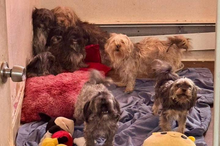 13 dogs rescued from filthy NJ apartment after owner eviction