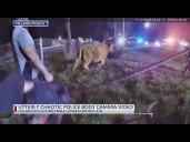 'Hold its horn': Body cam footage shows cow loose on I