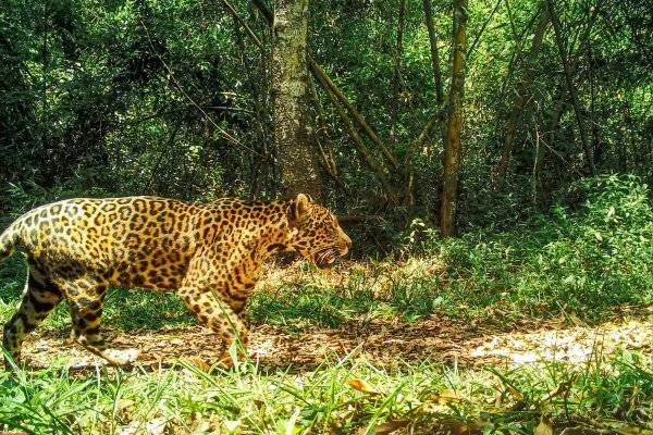 TRAS LOS PASOS! Aseguran que están identificados quienes mataron a Acaí, el yaguareté