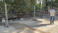 Patos blindados de la gripe aviar en el Parque Municipal de Elche y analíticas en los parajes naturales