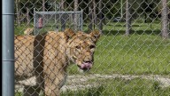 Lion Country Safari has new owner: Who is billionaire Larry Ellison?