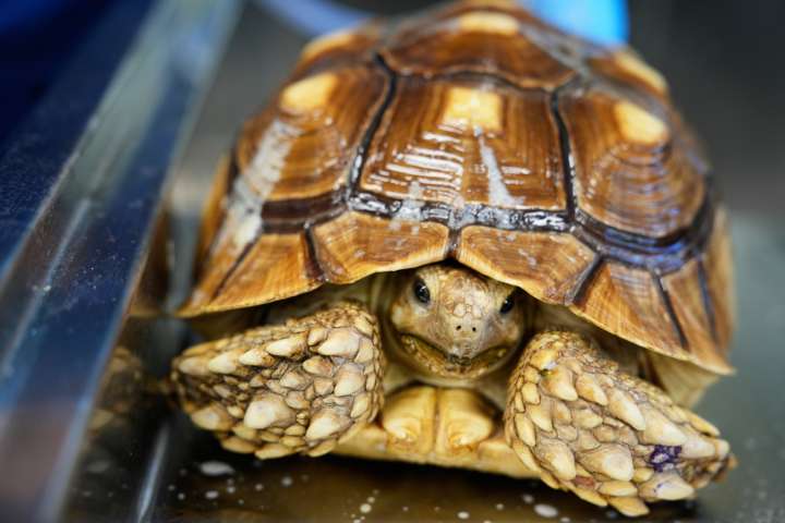 Zoos put their vets on display