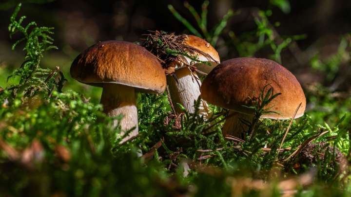 Las lluvias impulsan la temporada alta de setas en Extremadura