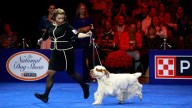 How to watch the National Dog Show 2025 on Thanksgiving