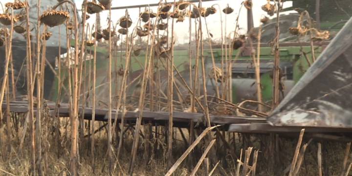Sunflower growers navigate harvest and questions over seed