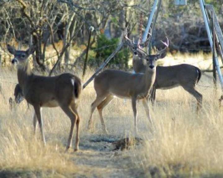Here's what to expect for the 2025 North Dakota deer hunting season