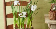 Plant Paperwhites Now for Beautiful Christmas Blooms