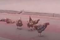 Desde una moto. Arrojaron gallinas a la sede de Nacional en la antesala del clásico ante Peñarol por Liga AUF