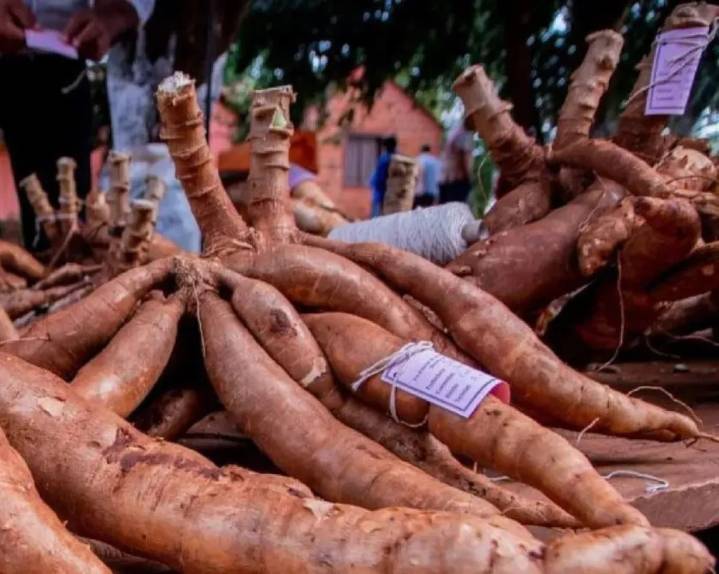 Todo listo para el Festival de la Producción de Mandioca y 92° Aniversario de Gobernador Roca