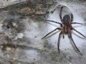 Como en "El Señor de los Anillos": la revelación sobre las 111.000 arañas que viven en la telaraña más grande del mundo