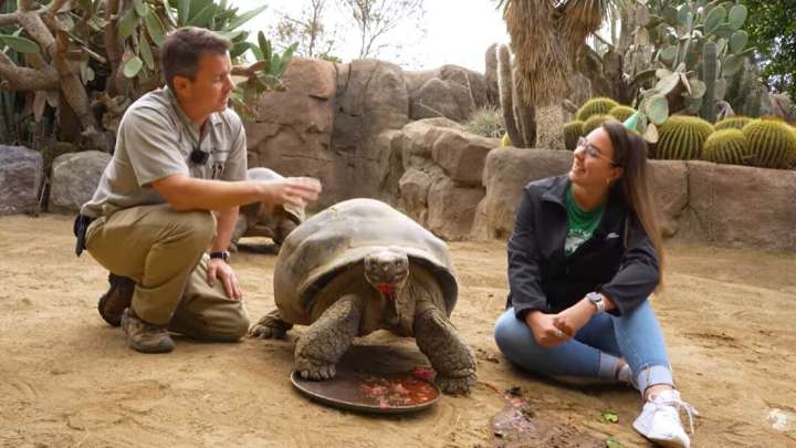 San Diego Zoo's Gramma, a Galapagos tortoise, dies at 141 : NPR