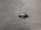 A bright spot for turtles: Olive ridleys are recovering in India, but still at risk