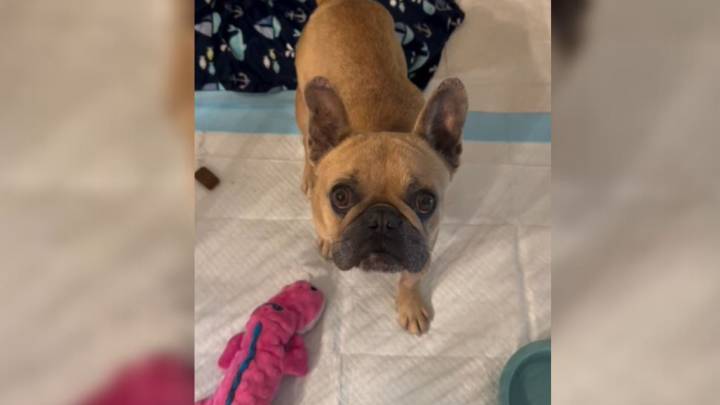 California Mama Dog Loses Her Puppies And Finds Hope Again With A Caring Foster Family