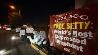 PETA protests 'depressed elephant' at circus performing in El Paso