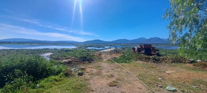Ligero progreso en retiro de lirio tras dos semanas