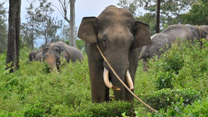 Translocated elephant ‘Radhakrishnan’ found dead in Tirunelveli’s Kalakkad