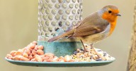 Feed birds without attracting rats by placing 1 spice in garden