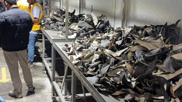 Callao: Incautan 9.3 toneladas de aletas de tiburón y detienen a tres integrantes de red criminal