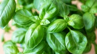How To Grow Basil Indoors So You Can Enjoy It All Year Long