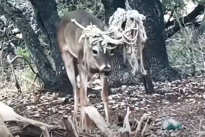 'Emo' Deer with Hammock Tangled in His Antlers Spotted in Texas