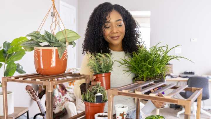 The Popular Houseplant You Can Propagate In November