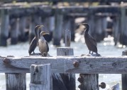 Staten Island environmental group sues NY over NESE pipeline approval