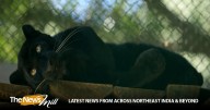 ‘Ghost of the forest’ black panther makes public appearance at the Central Zoo in Nepal