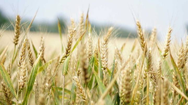 Crean Trigo Capaz de Formar su Propio Fertilizante con Edición Genética CRISPR