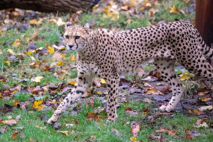 Rare cheetah comes to live in Edinburgh Zoo
