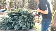 Shopping for a real Christmas tree in the Upstate? What to expect