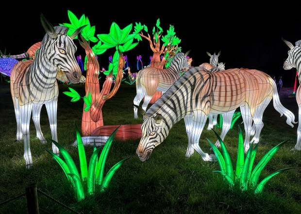 Oakland Zoo’s Glowfari has returned, but prices are higher due to tariffs