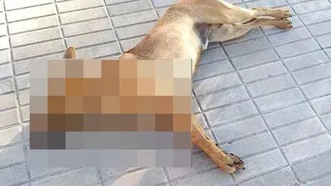 Saltillo: sujeto es acusado de envenenar a un perrito y dañar propiedad privada; se niega a pagar