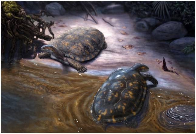 Nearly 13 million-year-old fossil named after Shakira ‘because they’re huge fans’