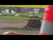 City of San Diego removes trees in Mission Beach to install water quality basins