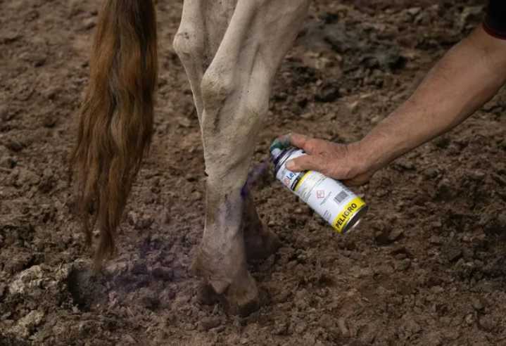 73 casos de miasis en humanos son registrados en México por Gusano Barrenador