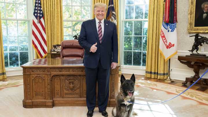 Trump Appoints Conan The Hero Dog As New Secretary Of Defense