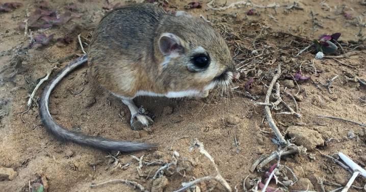 Terra peninsular destaca conservación de ecosistemas en BC