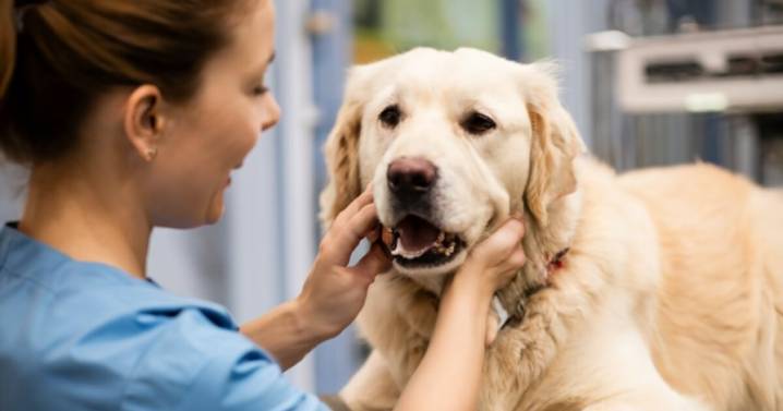 ¿Las perras tienen menopausia? Todo lo que debes saber sobre el ciclo reproductivo canino