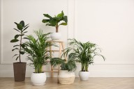 Pollution-Free: These 8 plants turn your home into a healthy, beautiful escape from toxic air