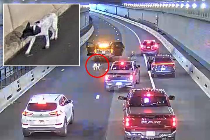 Dog wanders into busy Boston tunnel during morning rush hour before being saved by police