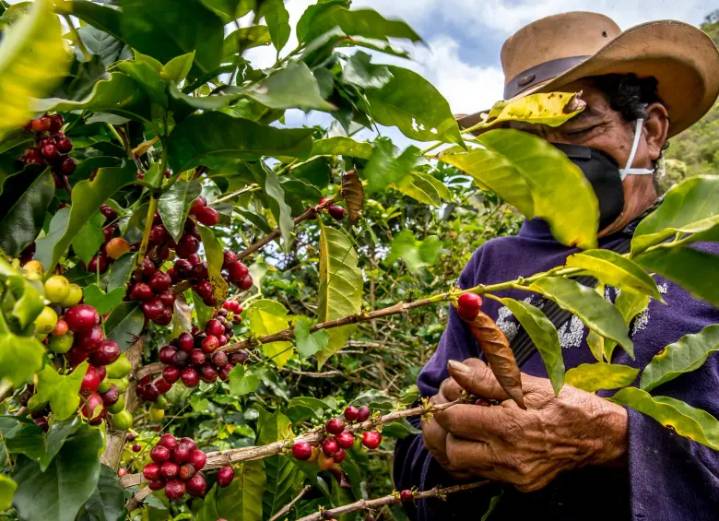 Federación Nacional de Cafeteros lanza “UMBRAL”, la nueva plataforma para impulsar la calidad del café colombiano