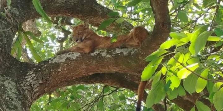 Santa Fe: un hombre grabó a un puma que estaba en un árbol ubicado en el patio de su casa