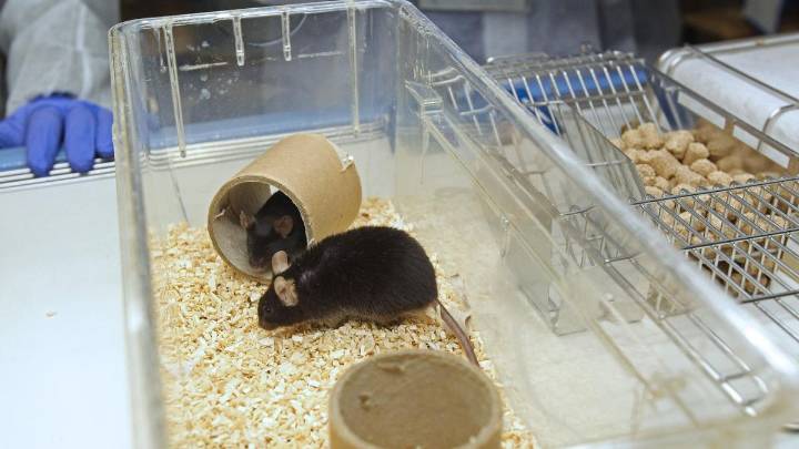 Los científicos consiguen que los ratones menstrúen, una esperanza para millones de mujeres