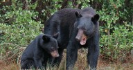 Florida bear hunt to take place next month after judge rejects injunction